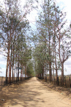 Fazenda Guanabara