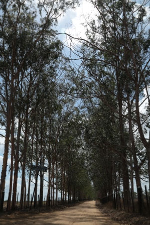 Fazenda Guanabara