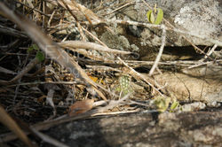 Povoado Serra Branca