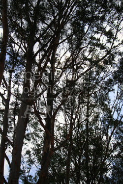 Fazenda Guanabara