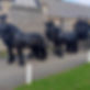 four beautiful black horses pulling a funeral carriage