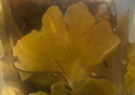 Miniature : Huile précieuse de Ginkgo - AB