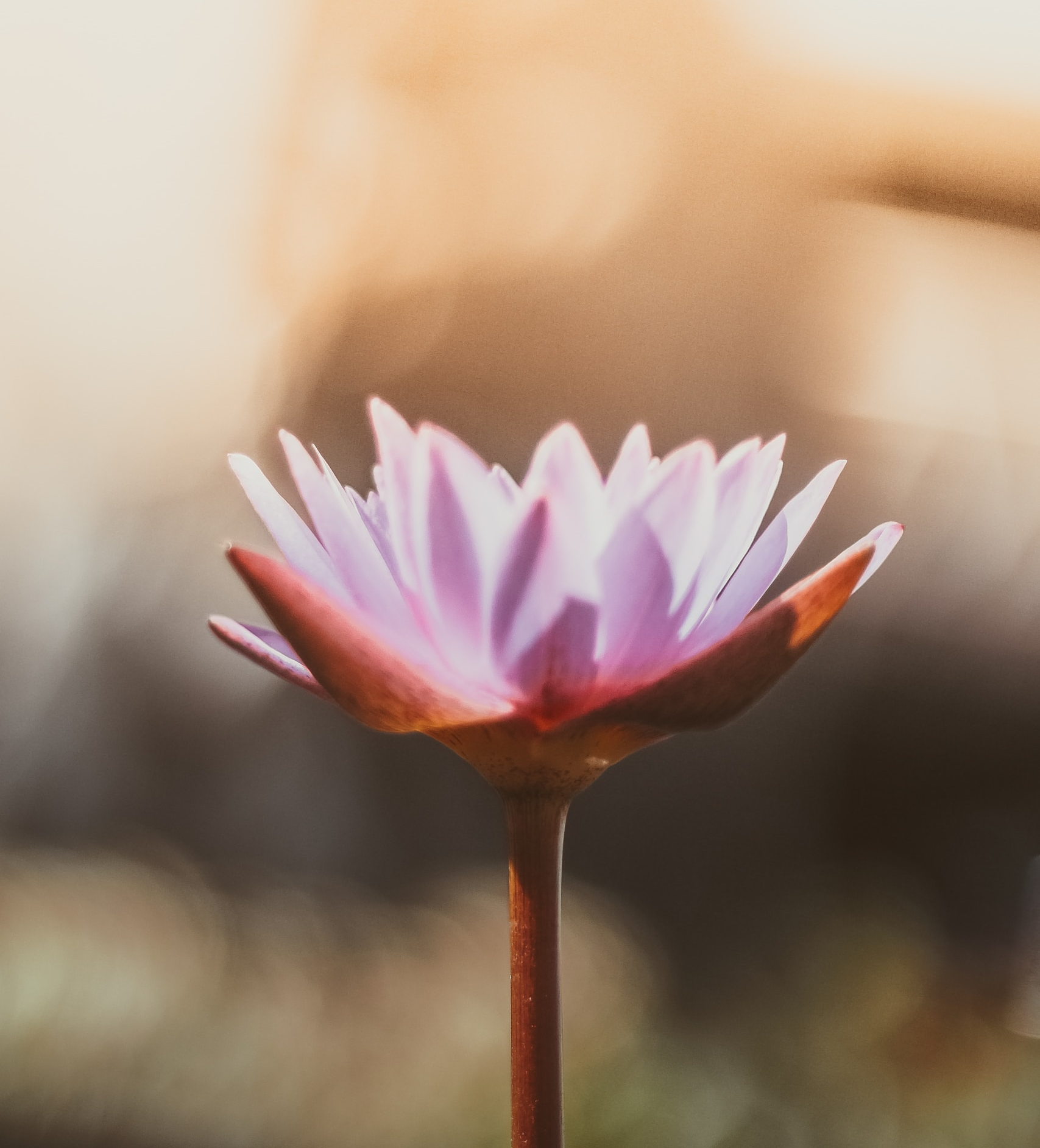 Pink orange flower_edited.png