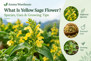 Yellow Sage Flower: Identification, Uses, and Care