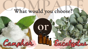 Comparing Eucalyptus Essential Oil and Camphor Essential Oil: Extraction, Benefits & Risks