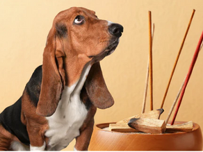 Are Incense Sticks Safe for Pets? What We Know