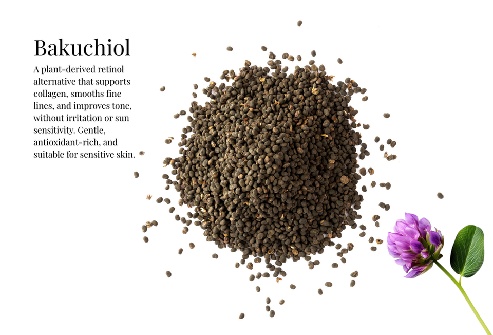 A decorative picture of the ingredient "Bakuchiol" with a descriptive paragraph that reads: "A plant-derived retinol alternative that supports collagen, smooths fine lines, and improves tone, without irritation or sun sensitivity. Gentle, antioxidant-rich, and suitable for sensitive skin."