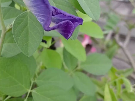 Close up of a purple flower petal amongst bright green smooth leaves