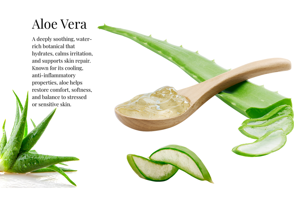 A decorative picture of the ingredient "Aloe Vera" with a descriptive paragraph that reads: "A deeply soothing, water-rich botanical that hydrates, calms irritation, and supports skin repair. Known for its cooling, anti-inflammatory properties, aloe helps restore comfort, softness, and balance to stressed or sensitive skin."