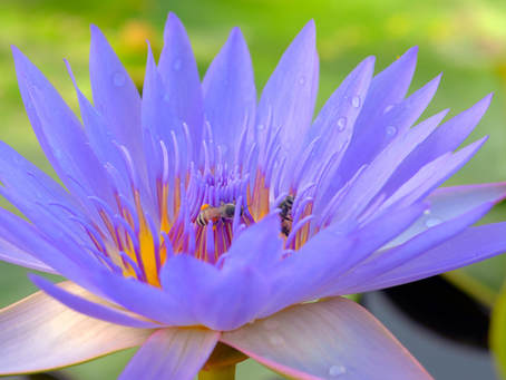 Blue lotus flower blooming on the water, symbolizing the ancient botanical traditions and sacred history of Nymphaea caerulea.