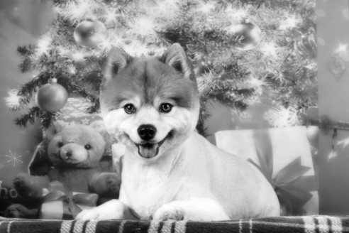 Sarasota Pet Groomer