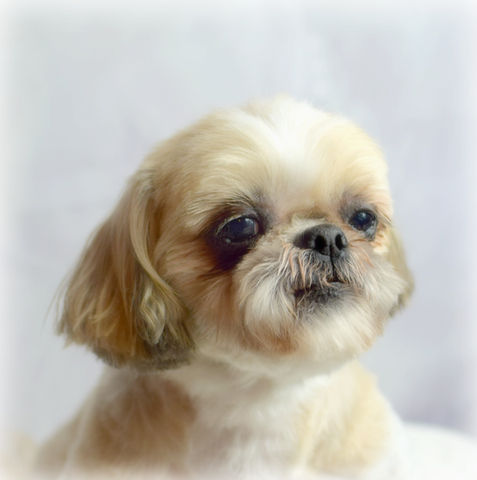 Mobile dog grooming treasure island, gulfport, sarasota