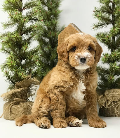 Ernie 7 weeks old mini Australian Labradoodle.jpeg