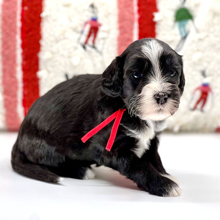 Half Zip 3 weeks old