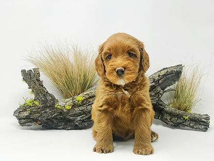 Louie 5 weeks.jpeg