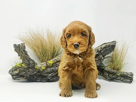 goldendoodle miniature jean béliveau