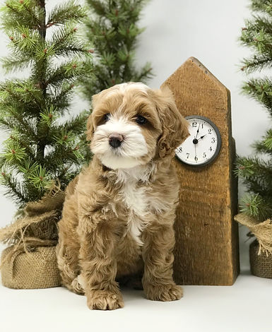 Minnie Adelaide 7 weeks old mini Australian Labradoodle.jpeg