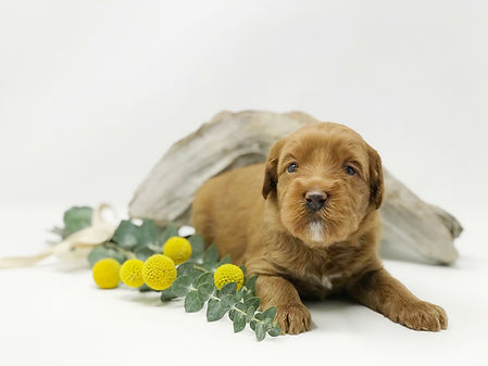 Louie 3 weeks.jpeg