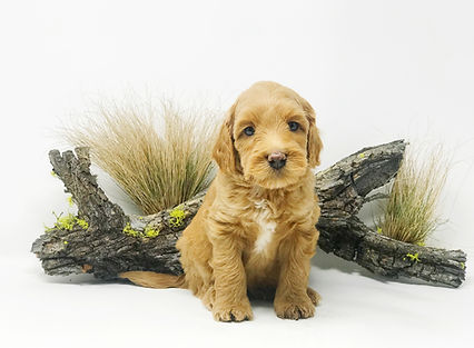 Frankie 5 weeks.jpeg
