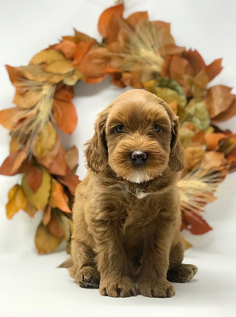 Louie 6 weeks old.jpeg