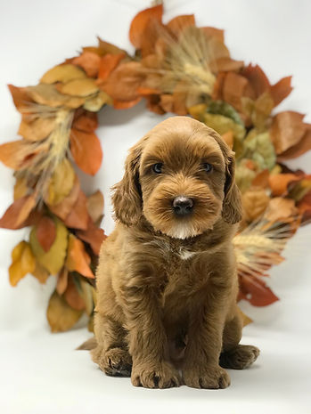 Louie 6 weeks old.jpeg