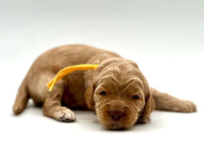 Peanut 2 weeks old