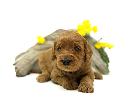 Tabasco (female) 3 weeks old