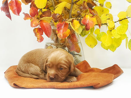Louie 2 weeks old.jpeg