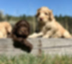 Southern Charm litter