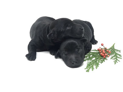black Australian Labradoodle puppies