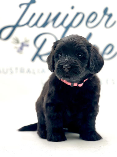 Miss Kitty 5 weeks old