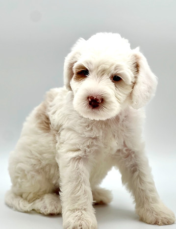 Johnny Appleseed 6 weeks old