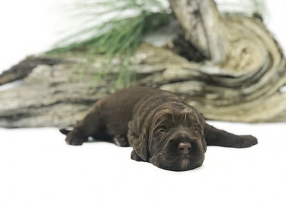 Billie Holiday 2 weeks.jpeg
