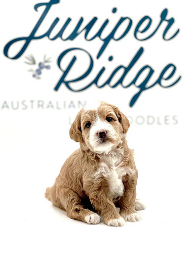 Juniper Ridge's Taylor 4 weeks old