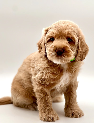 Davey Crockett 6 weeks old