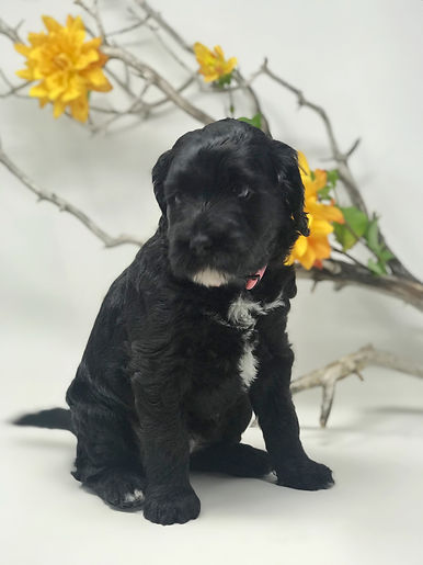 Bucket 5 weeks old