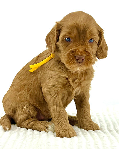 Brookie 4 weeks old