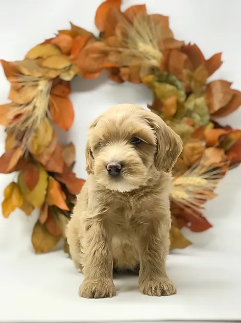 goldendoodle miniature jean béliveau