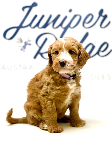 Victoria 6 weeks old