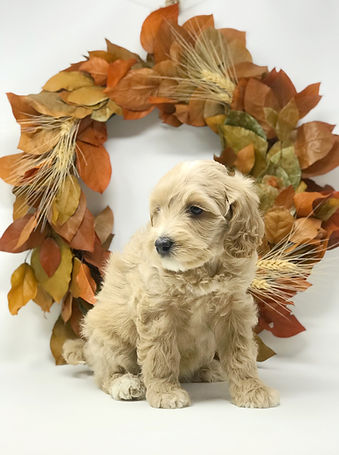 Madeline Rose 6 weeks old.jpeg