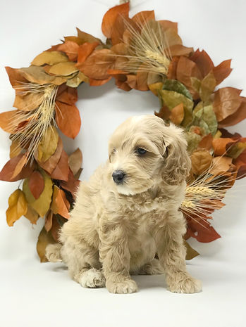 Madeline Rose 6 weeks old.jpeg