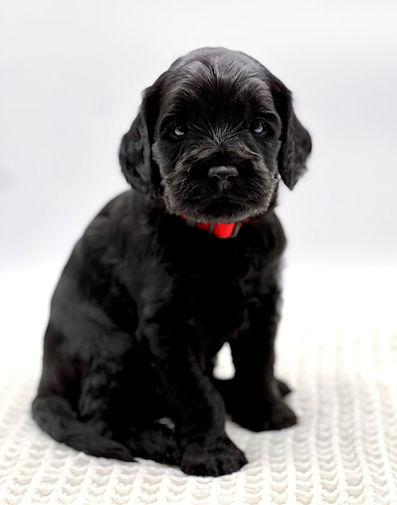 Rocket 4 weeks old