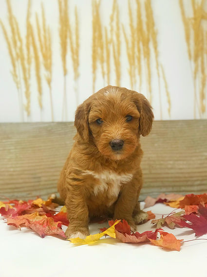 Red Tuxedo Australian Labradoodle