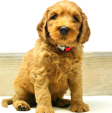 Pooh-bear 6 weeks