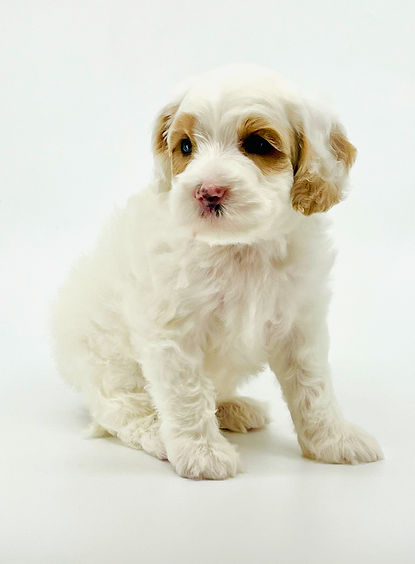 Bazooka 6 weeks old