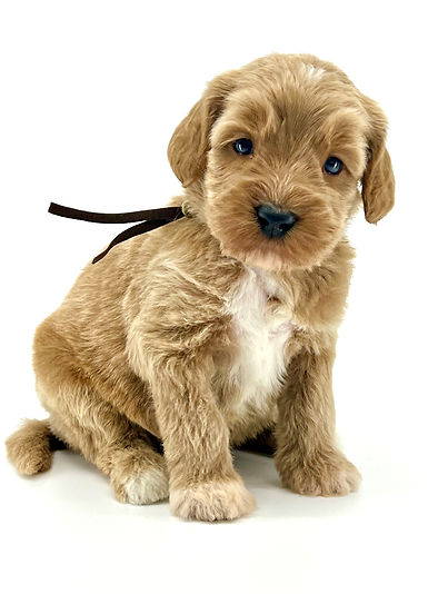 Ziggy 4 weeks old 3.00 lbs