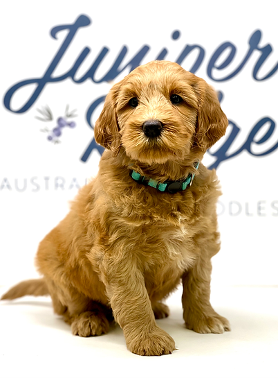 Funfetti 7 weeks old