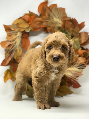 Frankie 6 weeks old.jpeg