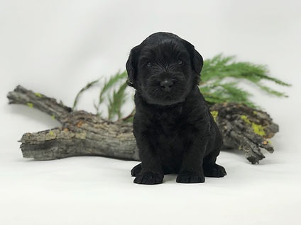 Cosmo 4 weeks.jpeg