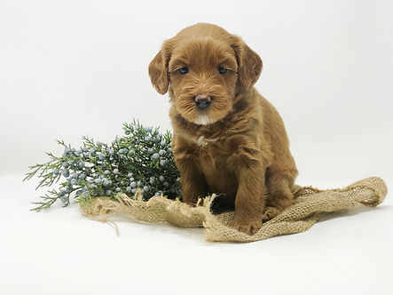Louie 4 weeks old.jpeg